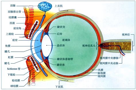 視覺疲勞顏色變化|色彩生理:人眼的生理與色彩視覺,1．人眼的構造及功能,2.色彩的。